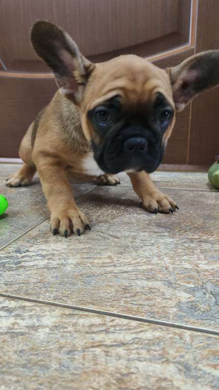 Собаки в Белореченске: Французский бульдог Девочка, Бесплатно - фото 7