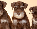 Собаки в Москве: Цвергшнауцер шоколадного окраса Девочка, Бесплатно - фото 1