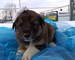 Собаки в других городах Воронежской области: Срочно ищу дом малышам! Девочка, Бесплатно - фото 1