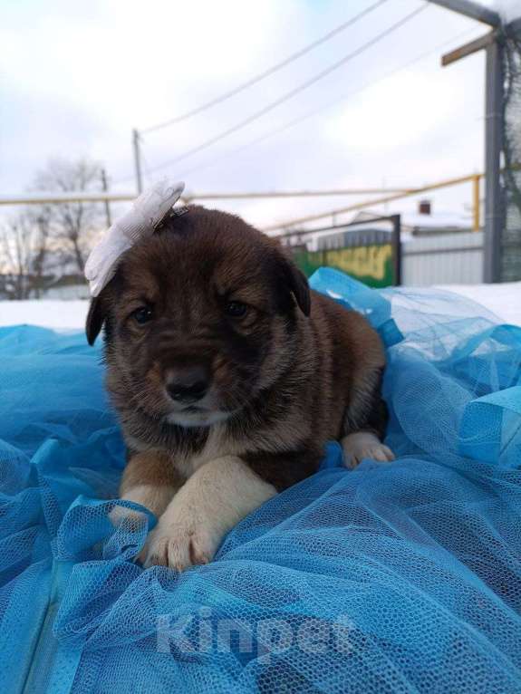 Собаки в других городах Воронежской области: Срочно ищу дом малышам! Девочка, Бесплатно - фото 1