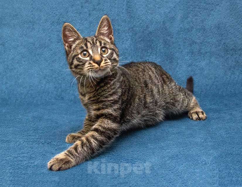 Кошки в Москве: Ласковый и нежный малыш Тигрик ищет дом и любящее сердце  Мальчик, 10 руб. - фото 4