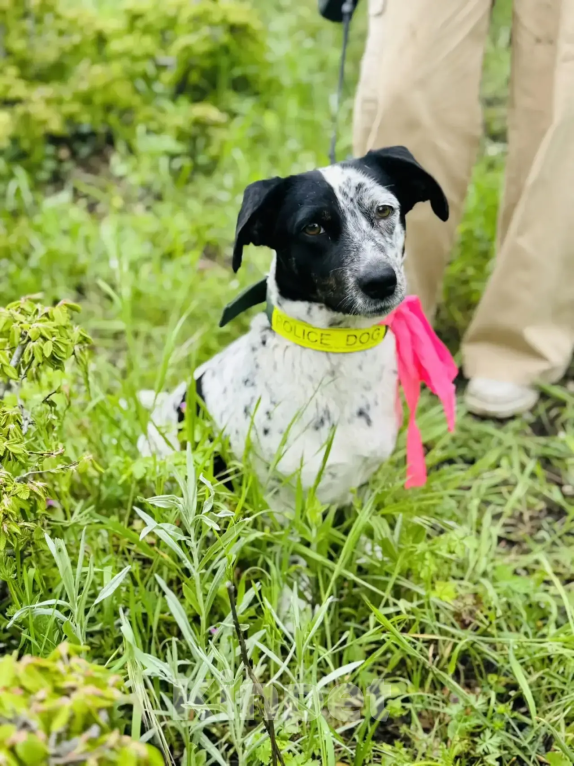 Собаки в Новороссийске: Веснушка ищет дом Девочка, 99 руб. - фото 1