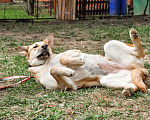 Собаки в Москве: Очаровательная Лиса в добрые рука Девочка, Бесплатно - фото 2