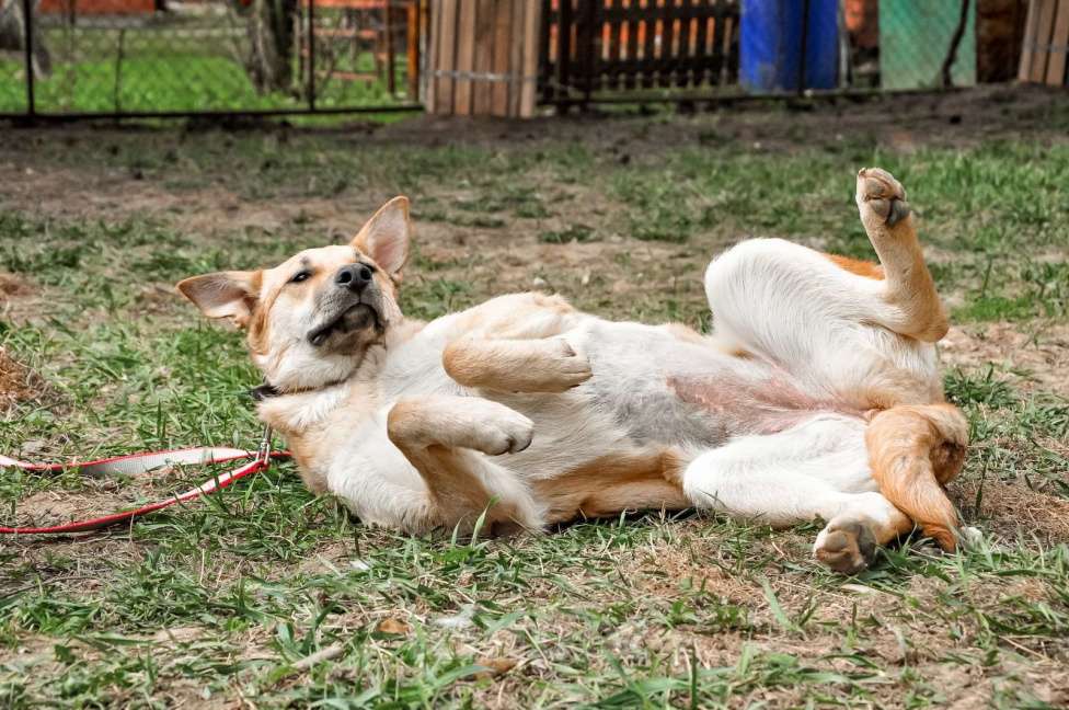 Собаки в Москве: Очаровательная Лиса в добрые рука Девочка, Бесплатно - фото 2