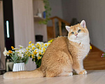 Кошки в Владивостоке: Очаровательная британская кошечка Девочка, 70 000 руб. - фото 4
