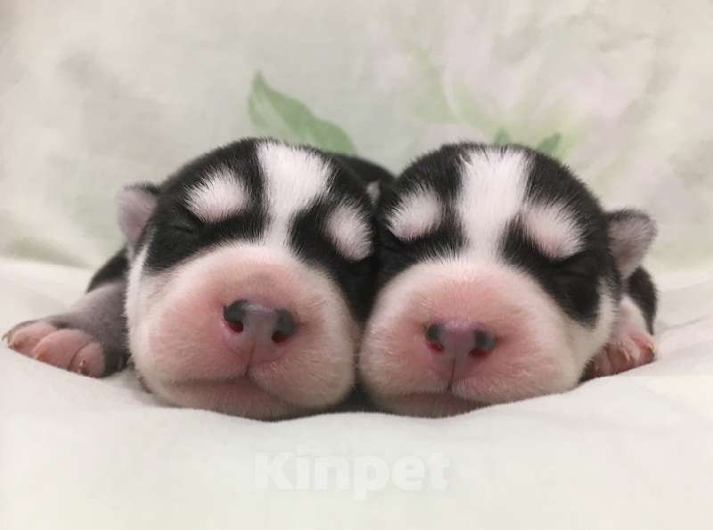 Собаки в Дзержинске: Хаски Щенки Разных окрасов Разнополые, Бесплатно - фото 1