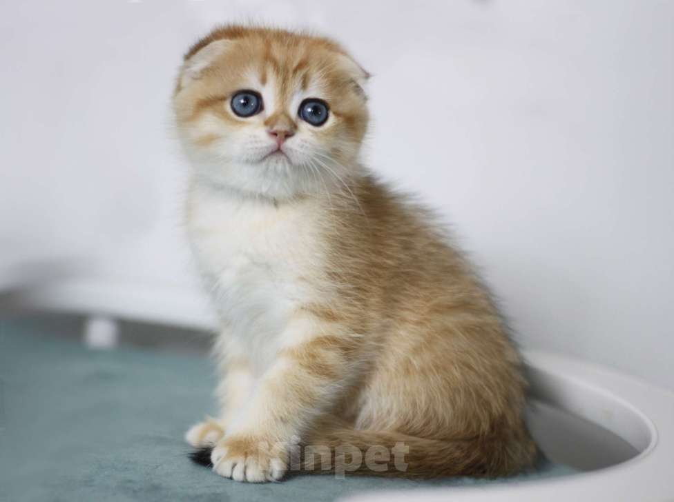 Кошки в Москве: Мальчик Мальчик, 55 000 руб. - фото 4