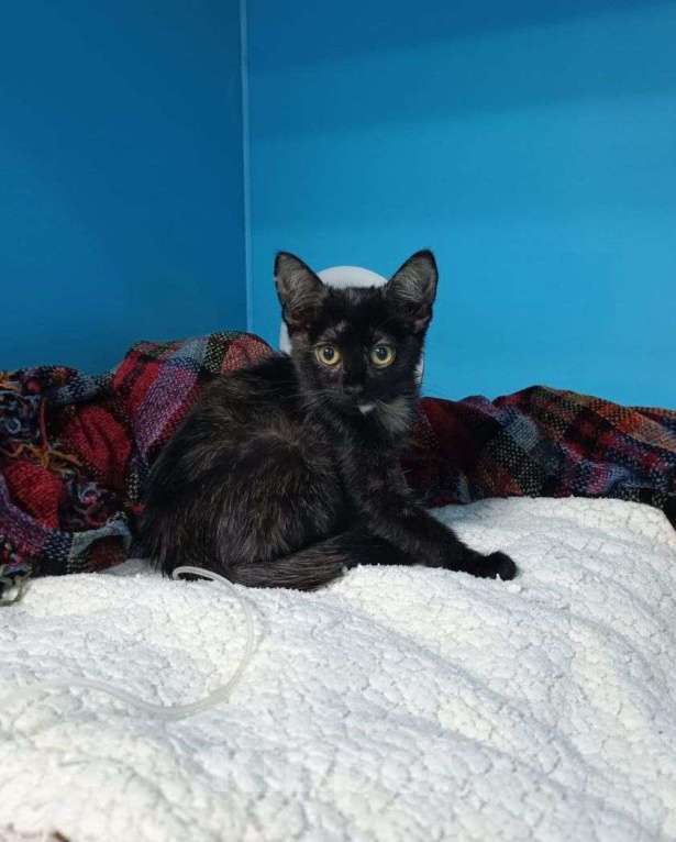 Кошки в Москве: Необыкновенный котенок Девочка, Бесплатно - фото 2