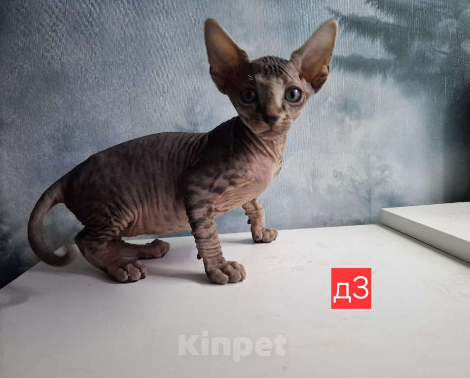 Кошки в Керчи: Котенок канадского сфинкса Девочка, 10 000 руб. - фото 5