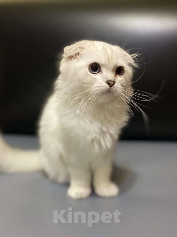 Кошки в Москве: Шотландцы Мальчик, 20 000 руб. - фото 1