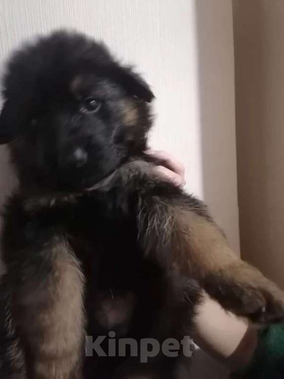 Собаки в Люберцах: Щенки немецкой овчарки Разнополые, 20 000 руб. - фото 3