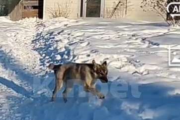 Собаки в Наро-Фоминске: Лорд якутенок в добрые руки Мальчик, Бесплатно - фото 4