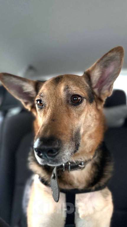 Собаки в Москве: Пес Семен ищет новый дом! Мальчик, Бесплатно - фото 1