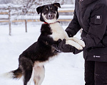 Собаки в Москве: Лада, 1 год в добрые руки Девочка, Бесплатно - фото 1