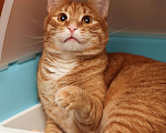 Кошки в Москве: Рыжий котик Лео в добрые руки Мальчик, 100 руб. - фото 1