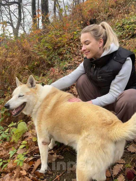 Собаки в других городах Краснодарского края: Метис Пхунсан по версии Яндекс в дар возможна доставка Мальчик, Бесплатно - фото 5