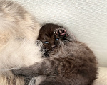 Кошки в Санкт-Петербурге: котята в добрые руки Разнополые, Бесплатно - фото 8