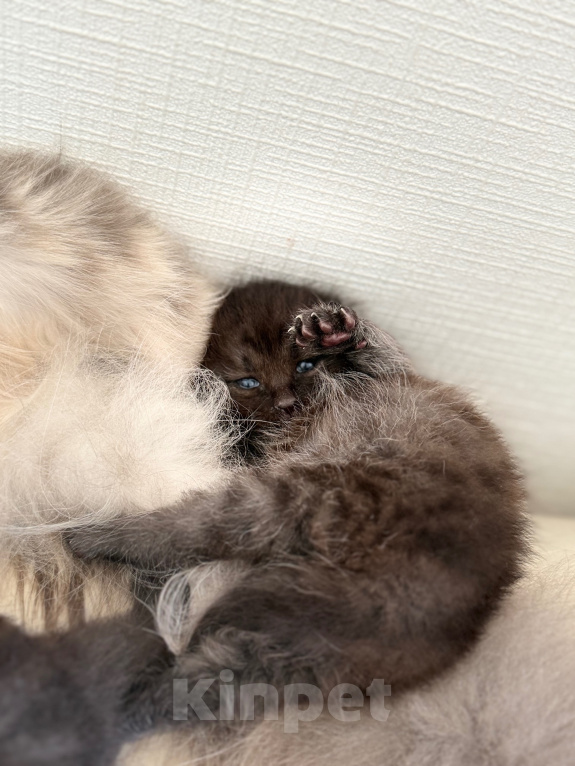 Кошки в Санкт-Петербурге: котята в добрые руки Разнополые, Бесплатно - фото 8