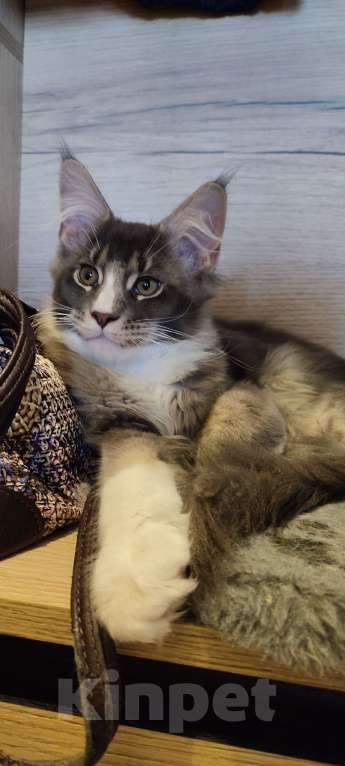 Кошки в других городах Московской области: Котенок мейн кун.  Мальчик, 45 000 руб. - фото 3