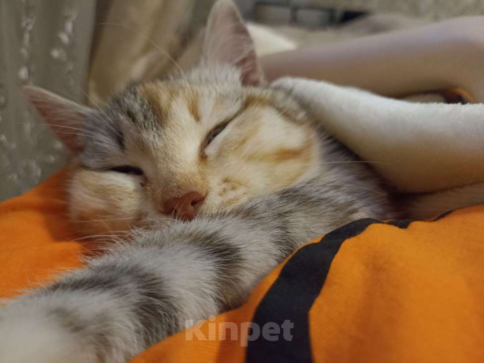 Кошки в Омске:  Срочно отдам кошечку  Девочка, Бесплатно - фото 6