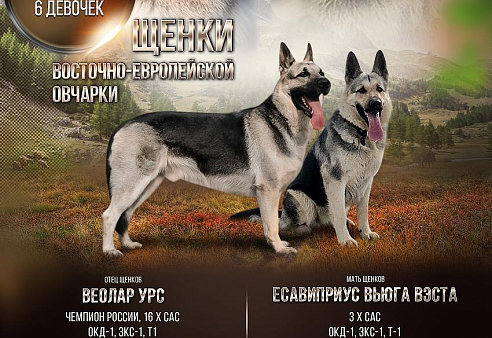 Объявление: Щенки восточно-европейской овчарки, 20 000 руб., Рыбинск