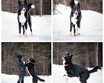Собаки в Балашихе: классный мальчишка ищет хозяина Мальчик, 100 руб. - фото 1
