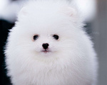 Собаки в Видном: Померанский шпиц белого окраса Мальчик, 100 000 руб. - фото 2