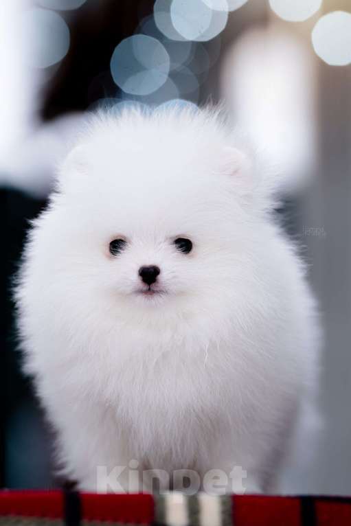 Собаки в Видном: Померанский шпиц белого окраса Мальчик, 100 000 руб. - фото 2