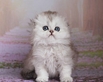 Кошки в Светогорске: Домовенок-мальчик! Мальчик, 18 000 руб. - фото 3