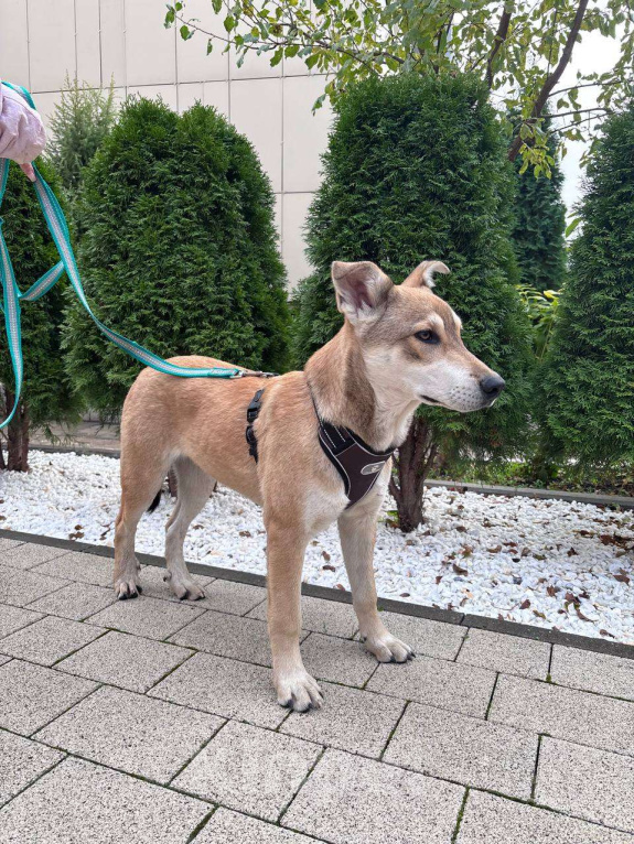 Собаки в Москве: В самые добрые руки. Щенок 7 месяцев Мальчик, Бесплатно - фото 3