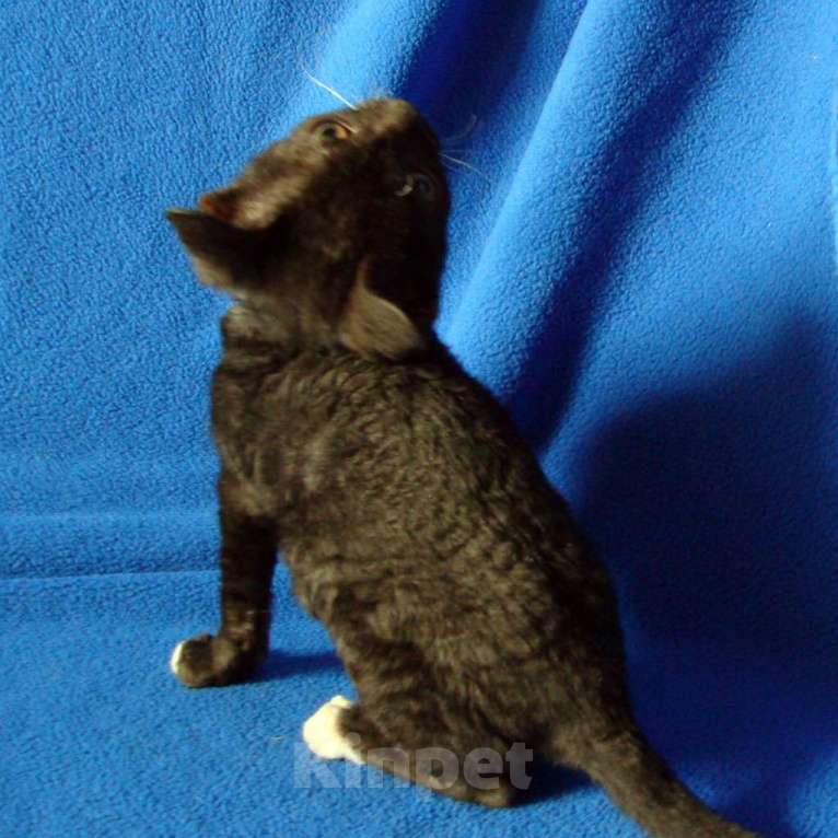 Кошки в Москве: кудрявые котята уральский рекс Девочка, Бесплатно - фото 4