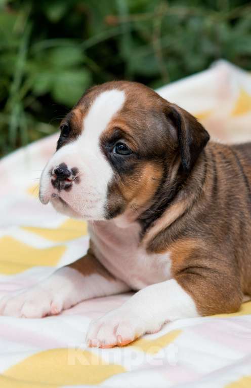 Собаки в Москве: Щенки Американского стаффордширского терьера Мальчик, Бесплатно - фото 4