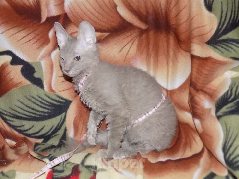 Кошки в Москве: Уральский рекс, девочка Девочка, 20 000 руб. - фото 2