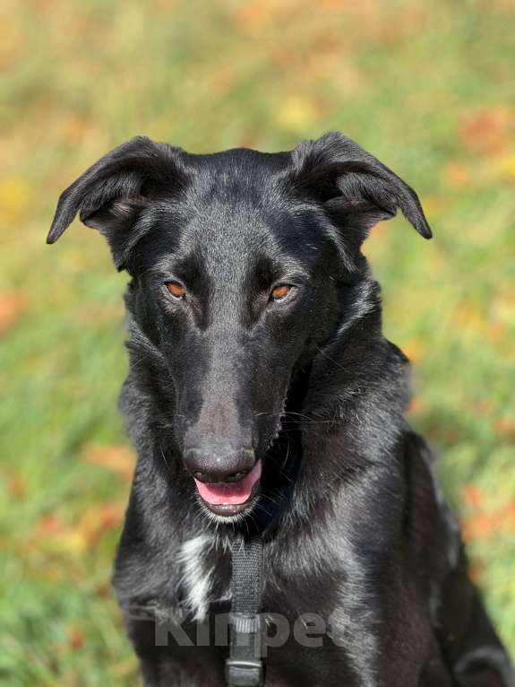 Собаки в Москве: Клякса Девочка, Бесплатно - фото 3