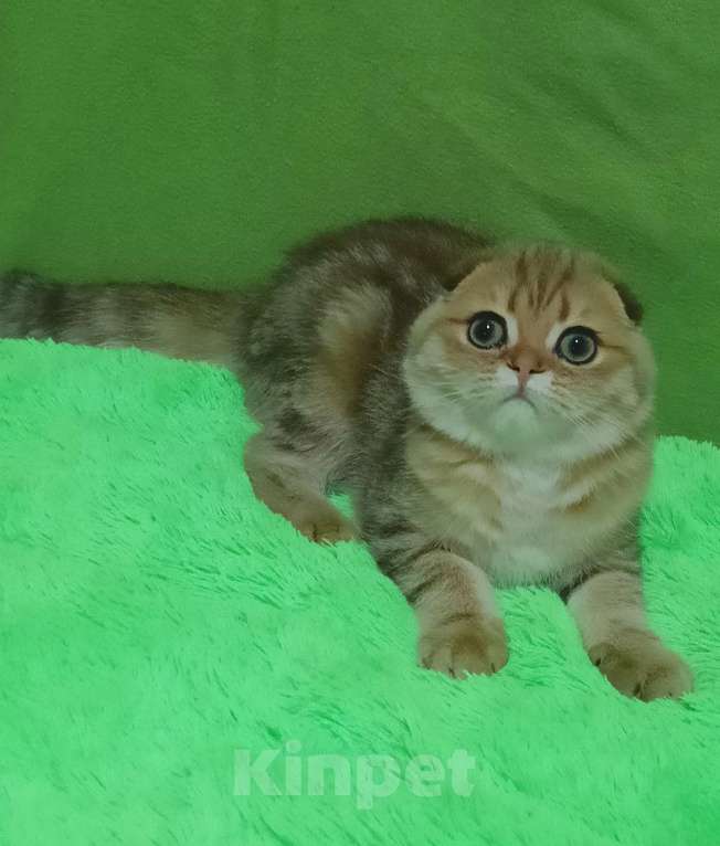 Кошки в Москве: Золотой мраморный красавчик Мальчик, 25 000 руб. - фото 7