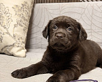 Собаки в других городах Московской области: Шоколадный щенок лабрадора Мальчик, 100 000 руб. - фото 6