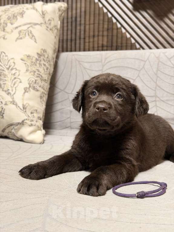 Собаки в других городах Московской области: Шоколадный щенок лабрадора Мальчик, 100 000 руб. - фото 6