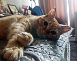 Кошки в Москве: Рыжая кошечка ищет дом. Девочка, Бесплатно - фото 3