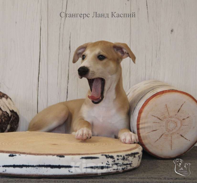 Собаки в Москве: Щенок уиппета от пары мультичемпионов  Мальчик, 90 000 руб. - фото 3