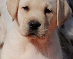Собаки в Краснодаре: Палевые щенки Лабрадора  Мальчик, 20 000 руб. - фото 1