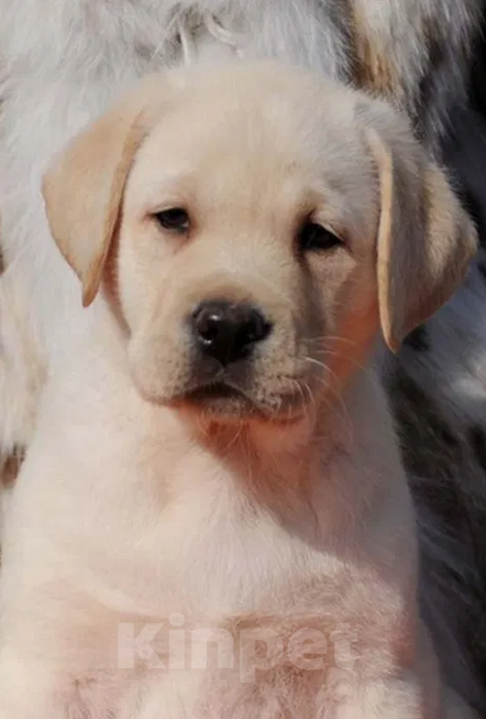 Собаки в Краснодаре: Палевые щенки Лабрадора  Мальчик, 20 000 руб. - фото 1