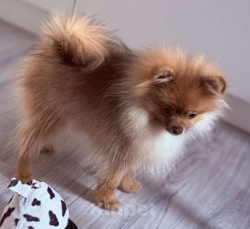 Собаки в Красноярске: Мини шпиц Мальчик, 18 000 руб. - фото 1