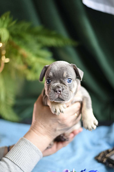 Объявление: девочка голубая, 50 000 руб., Москва