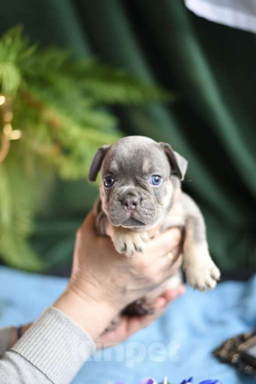 Собаки в Москве: девочка голубая Девочка, 50 000 руб. - фото 2