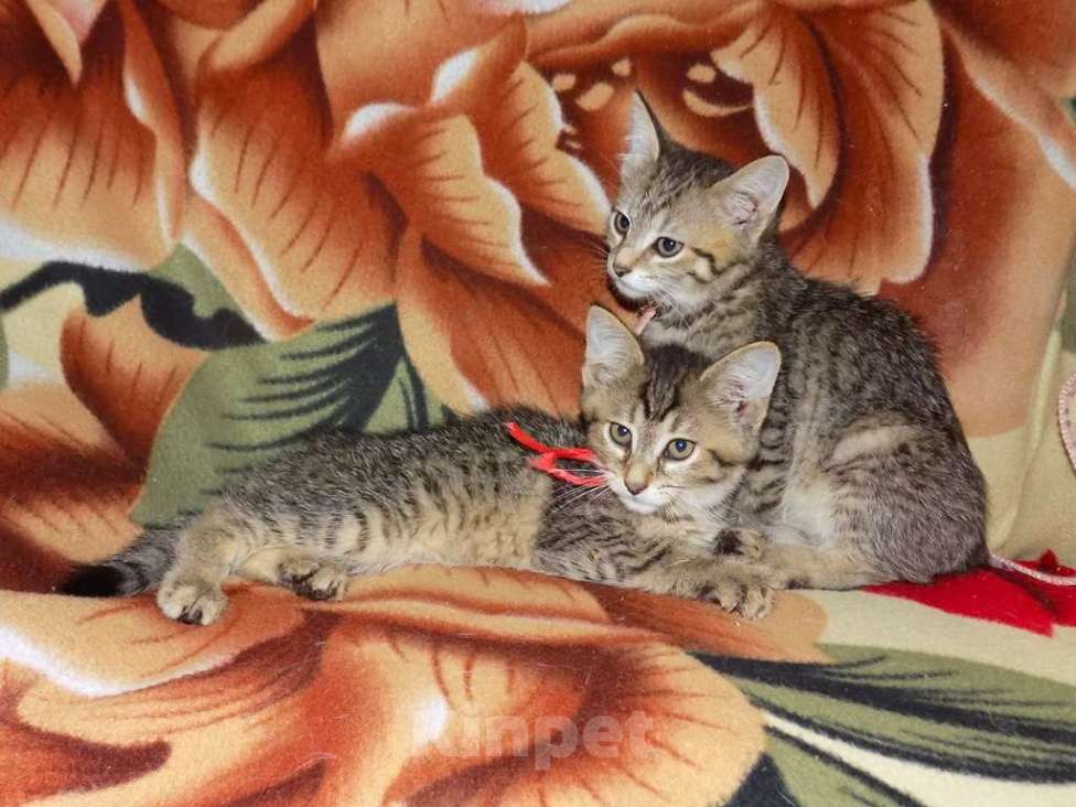 Кошки в Москве: Оцикет девочки (маленькие рыси) Девочка, 20 000 руб. - фото 2