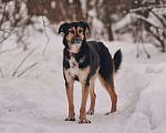 Собаки в Москве: Трогательная милашка Шаби в поиске любящих родителей! Девочка, Бесплатно - фото 4