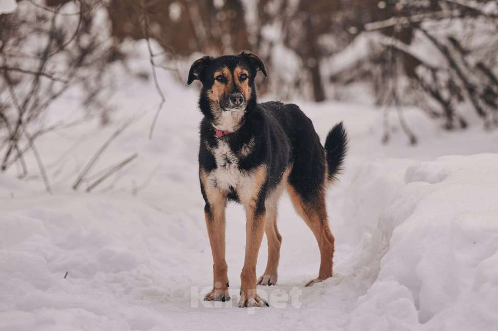Собаки в Москве: Трогательная милашка Шаби в поиске любящих родителей! Девочка, Бесплатно - фото 4