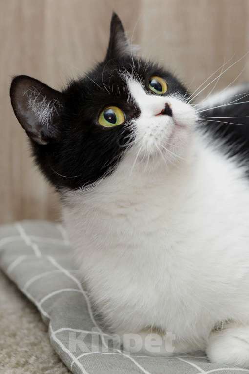 Кошки в Санкт-Петербурге: Кошка Мэри  Девочка, Бесплатно - фото 4