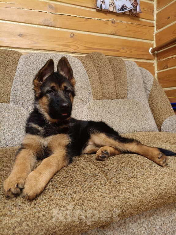 Собаки в Кемерово: Щенок немецкой овчарки Девочка, Бесплатно - фото 1