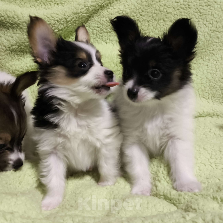 Собаки в Липецке: Папийон мальчик триколор Мальчик, 45 000 руб. - фото 2